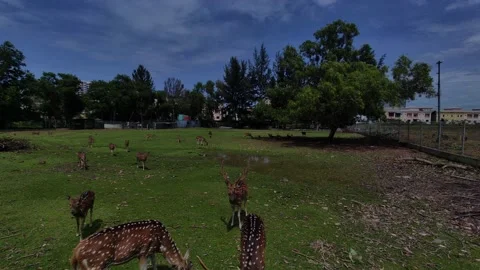 Deer Stock Footage 223341691