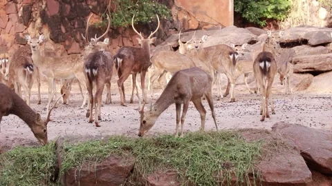 Deer Video stock 225413011