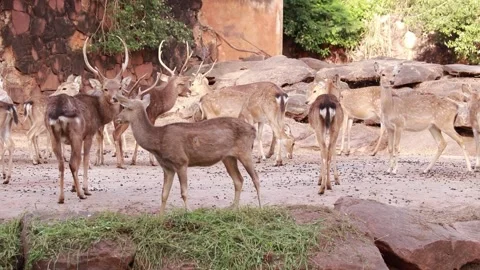 Deer Stock Footage 225413012