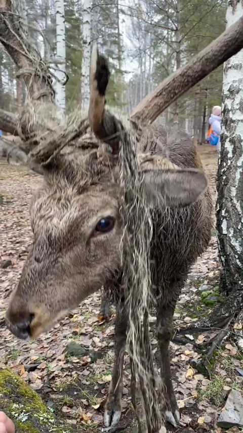 Deer Stock-Footage 241294582