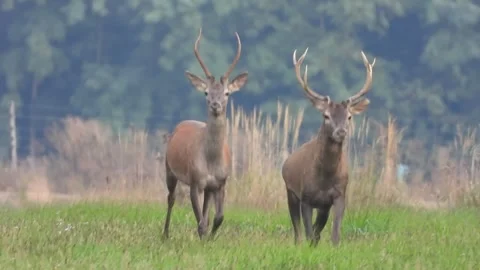 Deer Stock Footage 286967242