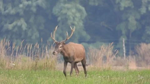 Deer Stock Footage 286967276