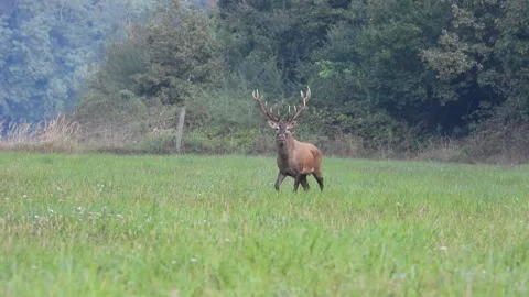 Deer Stock Footage 286967362