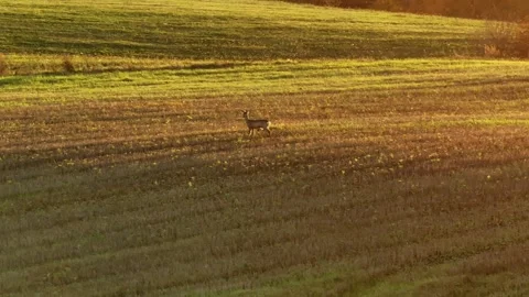 Deer Stock Footage 288497533