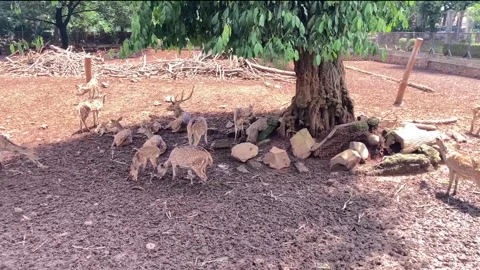 Deer Stock Footage 306714097