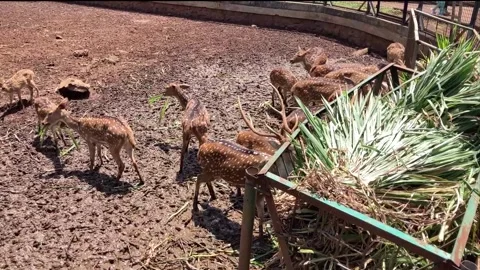 Deer Stock Footage 306714113