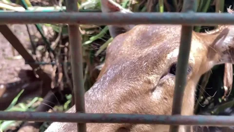 Deer Stock Footage 306714119