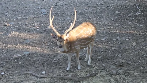 Deer Stock Footage 336209664