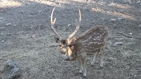 Deer Stock Footage 336209718