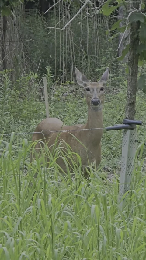 Deer Stock Footage 341713210