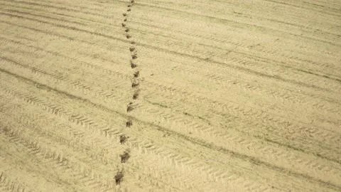 Deer footprints Stockbeeldmateriaal 154301628