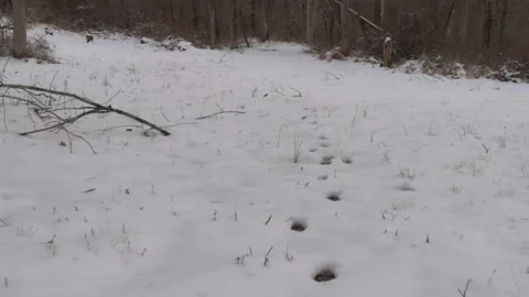 Deer Footprints in the Snow Vídeo Stock 234431936