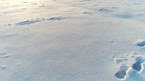 Deer Footsteps in Fresh Snow Winter Time on a Field Drone Aerial Shot Stock Footage 139717331