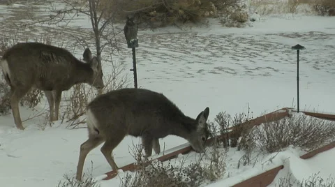 Deer foraging for food Stock Footage 54739948