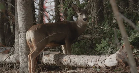 Deer Foraging in the Forest Stock Footage 221388541