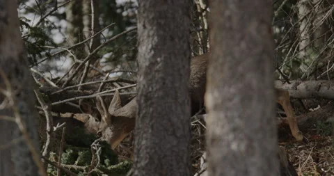 Deer Foraging in the Forest Stock Footage 221388612