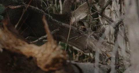 Deer Foraging in the Forest Stock Footage 221394381