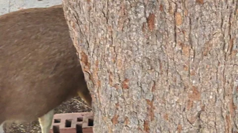 Deer foraging near tree Stock Footage 297756687