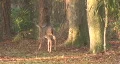 Deer In The Forest 02 HD Footage