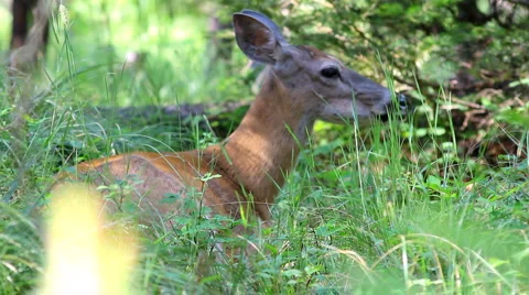 Deer in the forest 3 Stock Footage 1068221