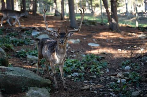 Deer in the forest, the animal is looking at the camera in the parc animalier de Stock-Fotos