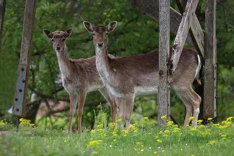 Deer in the forest are looking at the camera Stock Photos