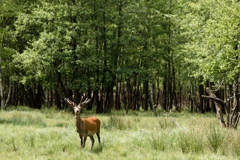 A deer in a forest clearing with copy space Stock Photos