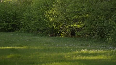 Deer in Forest Clearing Walking Into Dense Trees in Slow Motion Stock Footage 310521070
