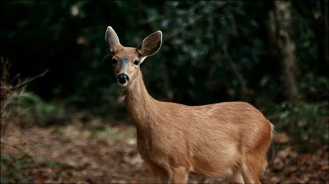 Deer in the forest close look Vídeos de archivo 28996015