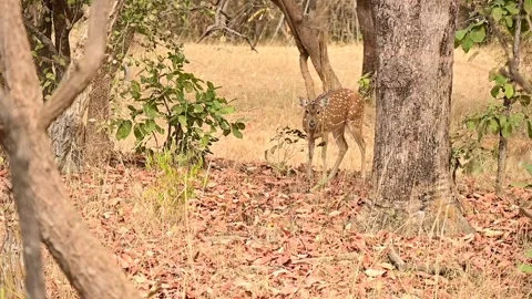 Deer in the forest. Cute Indian Deer in the Forest. Tadoba Tiger Reserv. Stock Footage 237143674