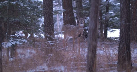 Deer in the Forest During a Light Snowfall in Slow Motion Stock Footage 100691944