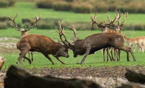 Deer in the forest during the rut Foto stock