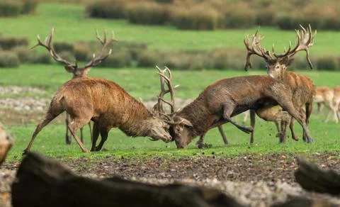 Deer in the forest during the rut Foto stock