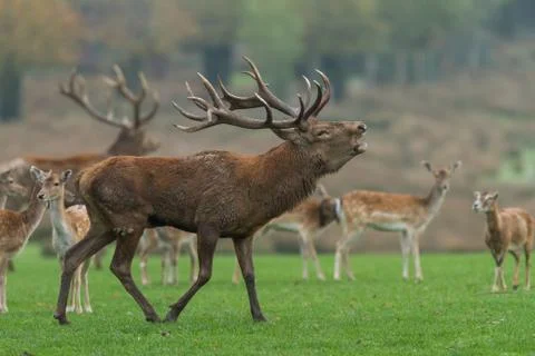 Deer in the forest during the rut Foto stock