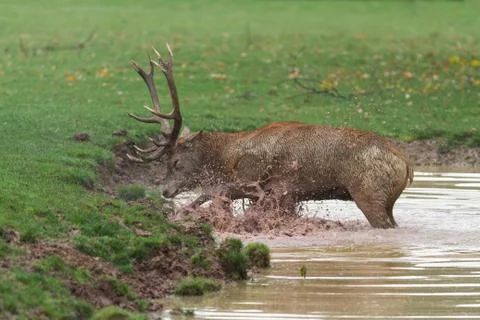 Deer in the forest during the rut Stock Photos