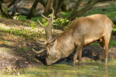 Deer in the forest during the rut Foto stock