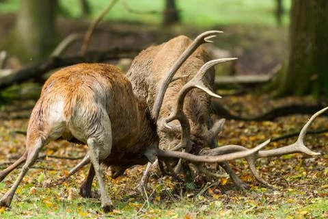 Deer in the forest during the rut Foto stock