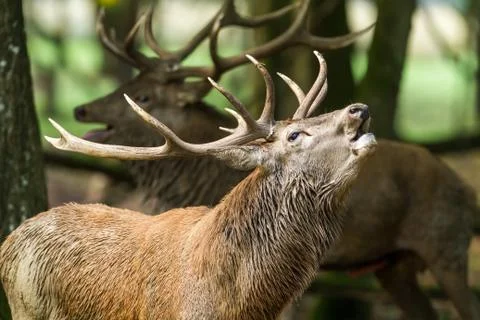 Deer in the forest during the rut Foto stock
