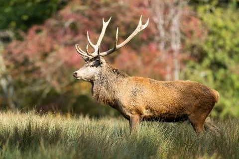 Deer in the forest during the rut Stock Photos