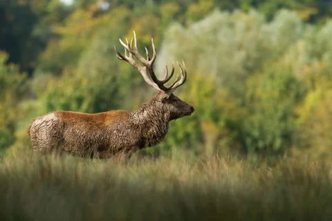 Deer in the forest during the rut Foto stock