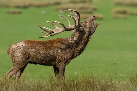 Deer in the forest during the rut Foto stock