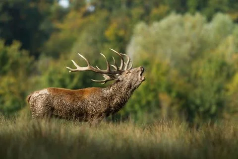 Deer in the forest during the rut Stock Photos
