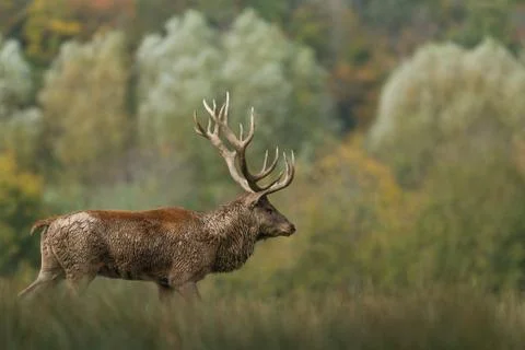 Deer in the forest during the rut Foto stock