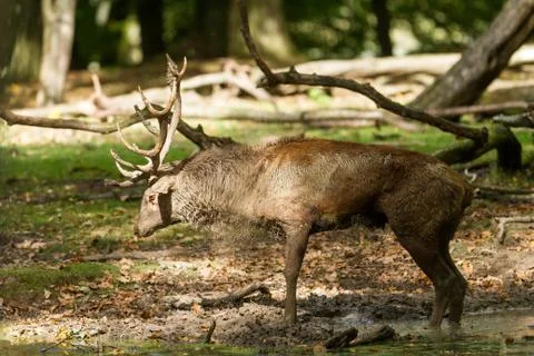 Deer in the forest during the rut Stock Photos