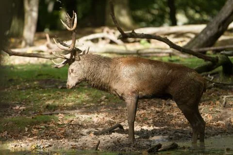 Deer in the forest during the rut Stock Photos
