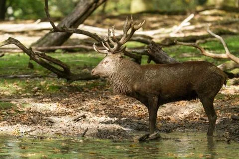 Deer in the forest during the rut Foto stock