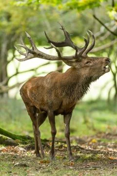 Deer in the forest during the rut Stock Photos