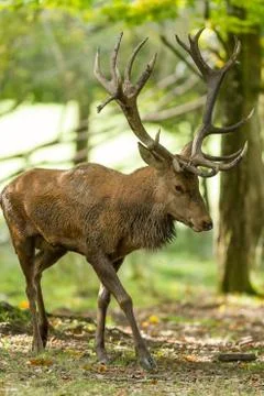 Deer in the forest during the rut Stock Photos
