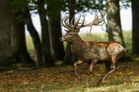 Deer in the forest during the rut Stock Photos