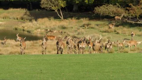Deer in the forest during the rut Stock Photos